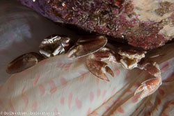 BD-140312-Padre-Burgos-1480-Neopetrolisthes-maculatus-(H-Milne-Edwards.-1837)-[Spotted-porcelain-crab].jpg